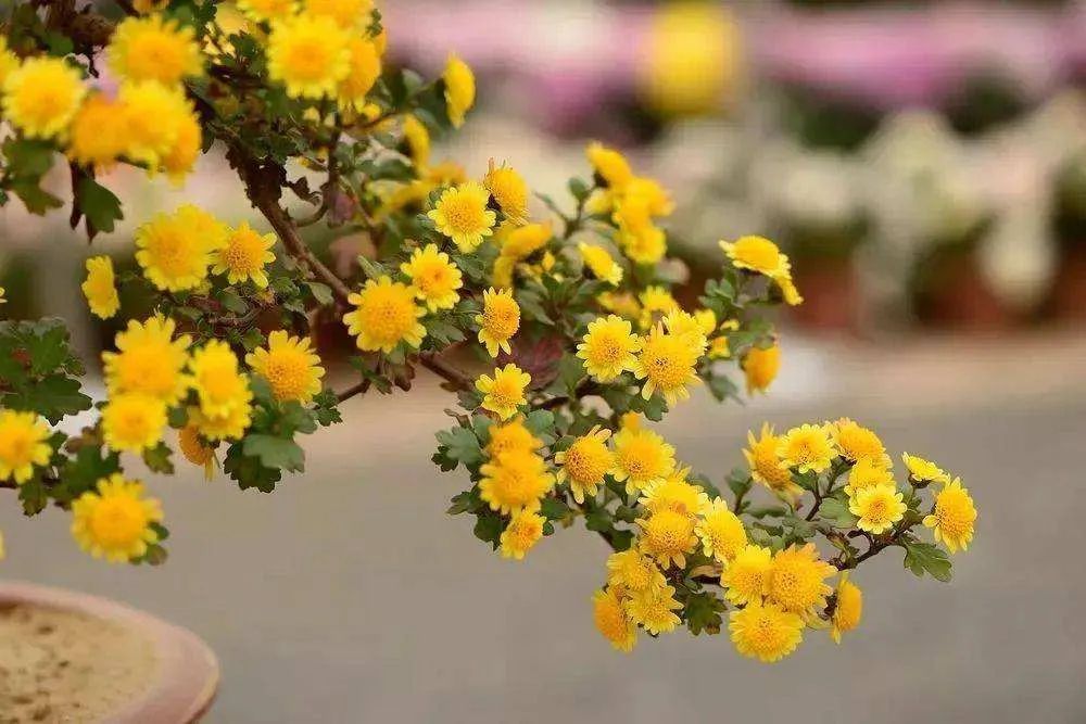 4月农历月份别称